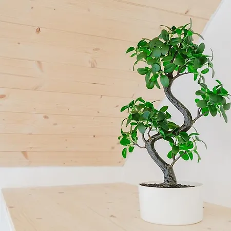 Duplex Proche Centre Appartement *